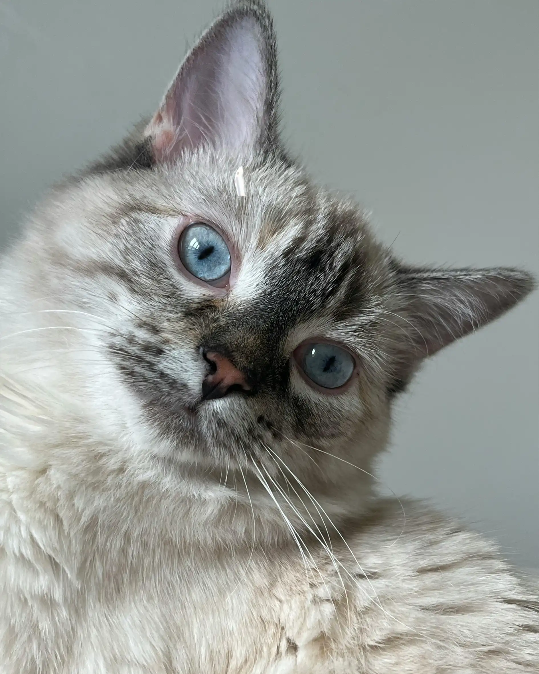Pet Care Category
